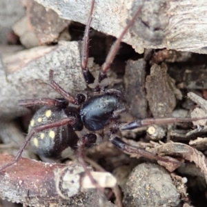 Habronestes sp. (genus) at Aranda, ACT - 4 Apr 2019