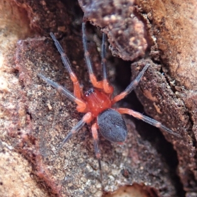Nicodamidae (family) (Red and Black Spider) at Aranda Bushland - 13 Apr 2019 by CathB