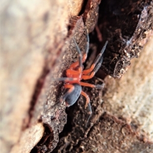 Nicodamidae (family) at Aranda, ACT - 14 Apr 2019 09:45 AM