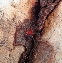 Nicodamidae (family) at Aranda, ACT - 14 Apr 2019 09:45 AM