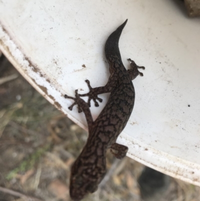 Christinus marmoratus (Southern Marbled Gecko) at Griffith, ACT - 14 Apr 2019 by ianandlibby1