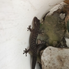 Christinus marmoratus at Griffith, ACT - 14 Apr 2019