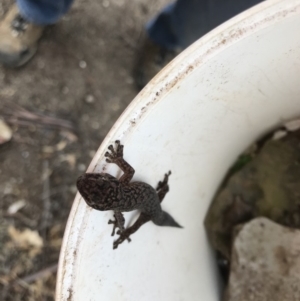 Christinus marmoratus at Griffith, ACT - 14 Apr 2019