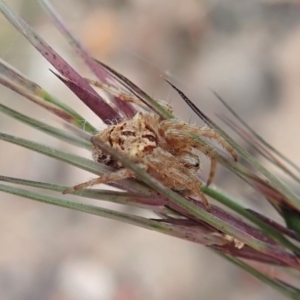 Backobourkia sp. (genus) at Cook, ACT - 14 Apr 2019