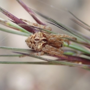 Backobourkia sp. (genus) at Cook, ACT - 14 Apr 2019