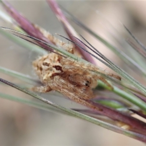 Backobourkia sp. (genus) at Cook, ACT - 14 Apr 2019