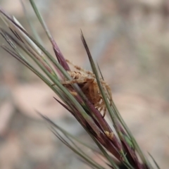 Backobourkia sp. (genus) at Cook, ACT - 14 Apr 2019