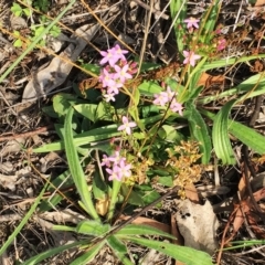 Centaurium sp. (Centaury) at Attunga Point - 14 Apr 2019 by ruthkerruish