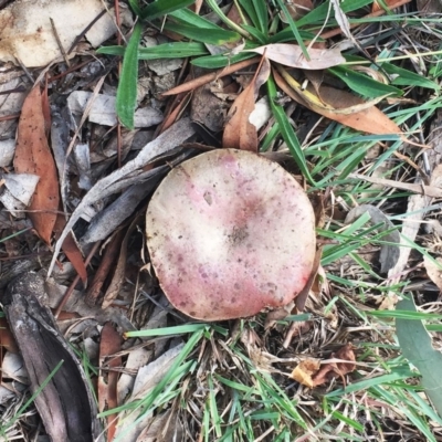 zz bolete at Yarralumla, ACT - 14 Apr 2019 by ruthkerruish