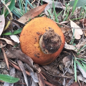 zz bolete at Yarralumla, ACT - 14 Apr 2019 11:00 AM