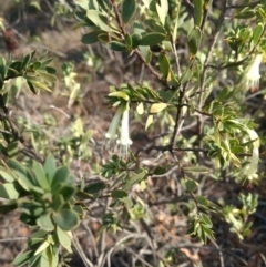 Styphelia triflora (Five-corners) at Mount Jerrabomberra QP - 13 Apr 2019 by MattM