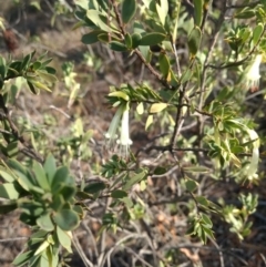 Styphelia triflora (Five-corners) at Jerrabomberra, NSW - 14 Apr 2019 by MattM