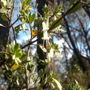 Styphelia triflora at Jerrabomberra, NSW - 14 Apr 2019 09:40 AM