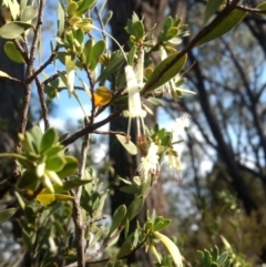 Styphelia triflora at Jerrabomberra, NSW - 14 Apr 2019