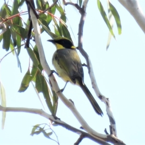 Lichenostomus melanops at Michelago, NSW - 14 Apr 2019 09:27 AM