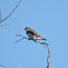 Stagonopleura guttata (Diamond Firetail) at Michelago, NSW - 14 Apr 2019 by KumikoCallaway