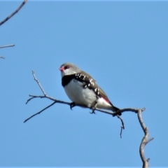 Stagonopleura guttata at Michelago, NSW - 14 Apr 2019