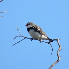 Stagonopleura guttata at Michelago, NSW - 14 Apr 2019