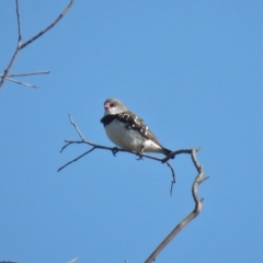 Stagonopleura guttata at Michelago, NSW - 14 Apr 2019