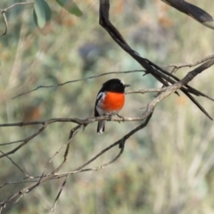 Petroica boodang (Scarlet Robin) at Michelago, NSW - 13 Apr 2019 by KumikoCallaway