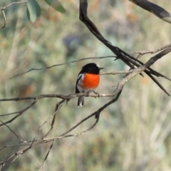 Petroica boodang (Scarlet Robin) at Michelago, NSW - 14 Apr 2019 by KumikoCallaway