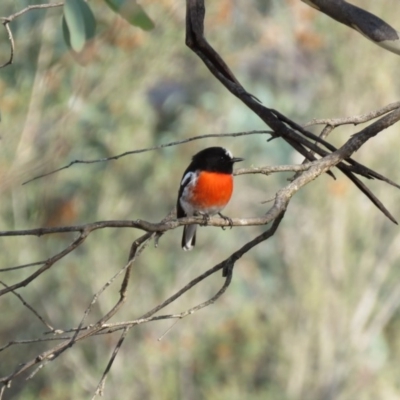Petroica boodang (Scarlet Robin) at Michelago, NSW - 14 Apr 2019 by KumikoCallaway