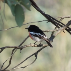 Petroica boodang at Michelago, NSW - 14 Apr 2019 09:12 AM