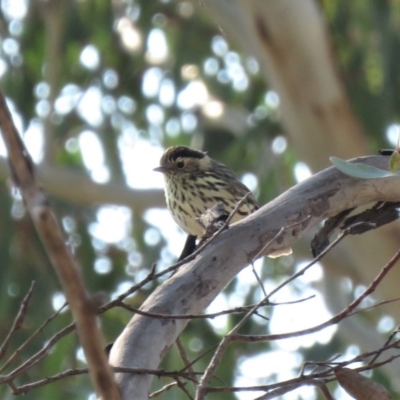 Pyrrholaemus sagittatus (Speckled Warbler) at Michelago, NSW - 14 Apr 2019 by KumikoCallaway