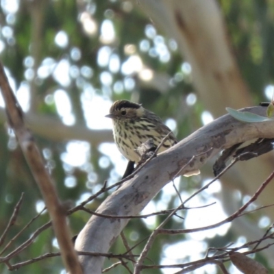 Pyrrholaemus sagittatus (Speckled Warbler) at Michelago, NSW - 13 Apr 2019 by KumikoCallaway