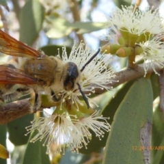 Radumeris tasmaniensis (Yellow Hairy Flower Wasp) at Sth Tablelands Ecosystem Park - 14 Apr 2019 by AndyRussell