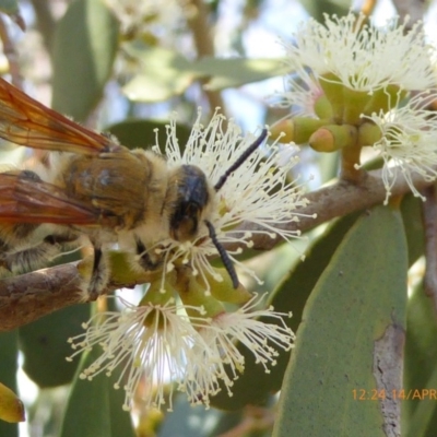 Radumeris tasmaniensis (Yellow Hairy Flower Wasp) at Molonglo Valley, ACT - 14 Apr 2019 by AndyRussell