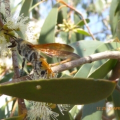 Radumeris tasmaniensis at Molonglo Valley, ACT - 14 Apr 2019