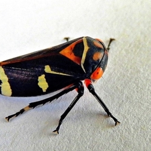 Eurymeloides pulchra at Crooked Corner, NSW - 14 Apr 2019 11:35 AM