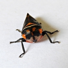 Eurymeloides pulchra at Crooked Corner, NSW - 14 Apr 2019 11:35 AM