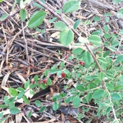 Cotoneaster pannosus (Cotoneaster) at Hughes Grassy Woodland - 12 Apr 2019 by ruthkerruish