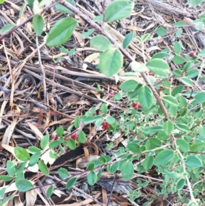 Cotoneaster pannosus at Hughes, ACT - 12 Apr 2019