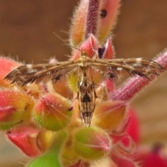 Sphenarches anisodactylus (Geranium Plume Moth) at Macarthur, ACT - 17 Apr 2019 by RodDeb