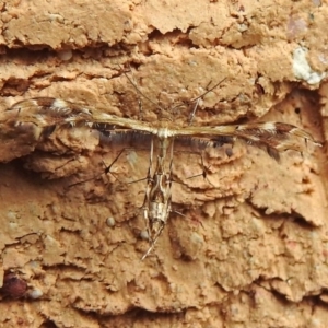 Sphenarches anisodactylus at Macarthur, ACT - 17 Apr 2019 02:08 PM