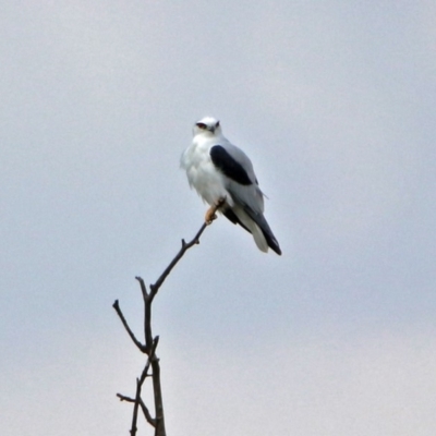 Elanus axillaris (Black-shouldered Kite) at Fyshwick, ACT - 14 Apr 2019 by RodDeb