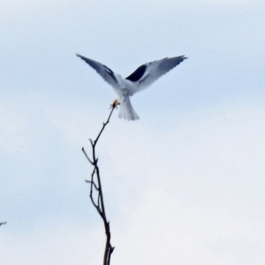 Elanus axillaris at Fyshwick, ACT - 14 Apr 2019