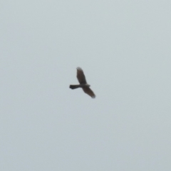 Tachyspiza fasciata (Brown Goshawk) at Fyshwick, ACT - 14 Apr 2019 by RodDeb