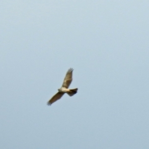 Accipiter fasciatus at Fyshwick, ACT - 14 Apr 2019