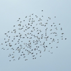 Sturnus vulgaris at Fyshwick, ACT - 14 Apr 2019 11:30 AM