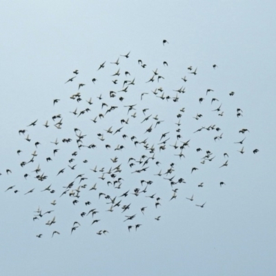 Sturnus vulgaris (Common Starling) at Fyshwick, ACT - 14 Apr 2019 by RodDeb