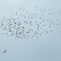 Sturnus vulgaris at Fyshwick, ACT - 14 Apr 2019 11:30 AM