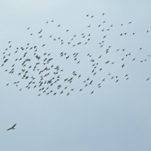 Sturnus vulgaris at Fyshwick, ACT - 14 Apr 2019 11:30 AM