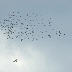 Sturnus vulgaris at Fyshwick, ACT - 14 Apr 2019 11:30 AM