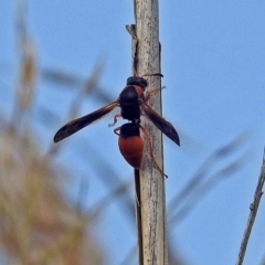 Eumeninae (subfamily) (Unidentified Potter wasp) at Jerrabomberra Wetlands - 14 Apr 2019 by RodDeb