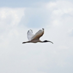 Threskiornis molucca (Australian White Ibis) at Jerrabomberra Wetlands - 14 Apr 2019 by RodDeb