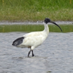 Threskiornis molucca at Fyshwick, ACT - 14 Apr 2019